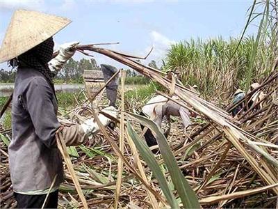 Miền Tây Nam Bộ Long Đong Người Trồng Mía