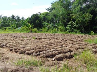 Nông Dân Kế Sách (Sóc Trăng) Khấm Khá Nhờ Trồng Nấm Rơm