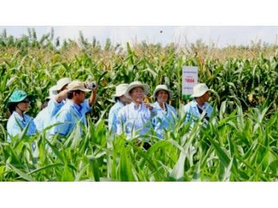 Có Thể Sớm Trồng Ngô Biến Đổi Gene