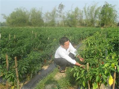Nông Dân Đánh Bạc Với Cây Ớt
