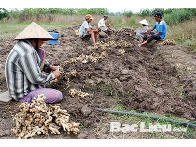 Nông Dân Vĩnh Lợi (Bạc Liêu) Trúng Đậm Mùa Gừng