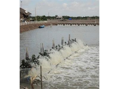 Trà Vinh Kết Thúc Vụ Nuôi Tôm Năm 2014, Trên Địa Bàn Tỉnh Nhiều Hộ Đạt Lợi Nhuận Trên 01 Tỷ Đồng