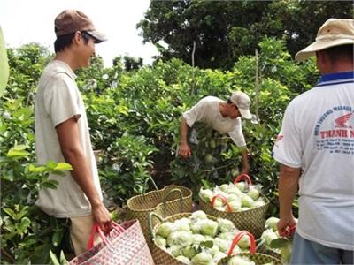 Hiệu Quả Của Mô Hình Câu Lạc Bộ Giống Cây Trồng Xã Bình Thạnh