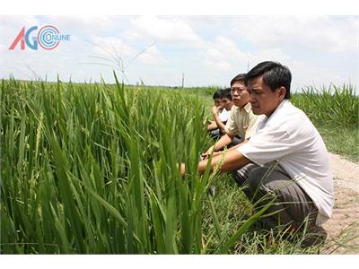 Vựa Nếp Giống Ở Cù Lao Phú Tân (An Giang)