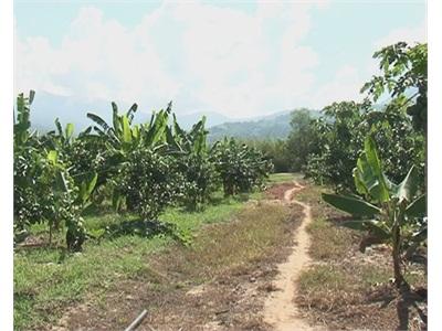 Mô Hình Làm Vườn Với Chi Phí Thấp Nhất Để Cho Lợi Nhuận Cao Nhất Ở Huyện Khánh Vĩnh (Khánh Hòa)