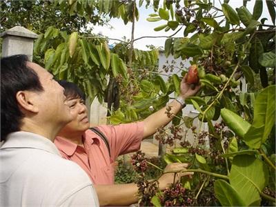 Giá Điều Sẽ Tốt Hơn?