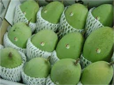 Thiếu Xoài Xuất Khẩu Sang Hàn Quốc, New Zealand