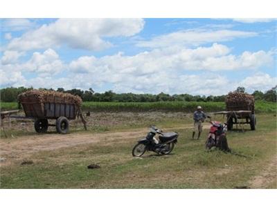 Xuất Khẩu Sắn Giảm Cả Lượng Lẫn Giá Trị