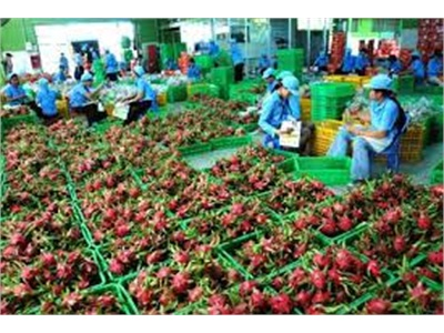 80% Thanh Long Xuất Khẩu Sang Trung Quốc