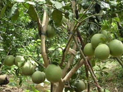 Trồng bưởi da xanh lãi hơn 200 triệu đồng/ha