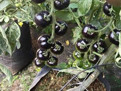 Sản xuất và tiêu thụ hàng ngàn cây giống cà chua đen