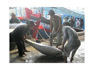 Ngư dân Khánh Hòa trúng đậm cá ngừ đại dương