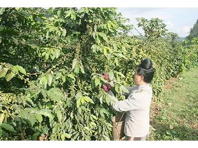 Cần có đầu ra ổn định cho cà phê Sơn La