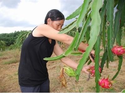 Cách mạng dồn điền đổi thửa thành công ngoài mong đợi