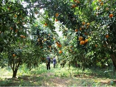 Phát huy tiềm năng vườn cây ăn quả ở Gò Công Tây