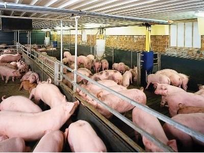 Chăn nuôi thị trường nội vẫn hấp dẫn đại gia FDI