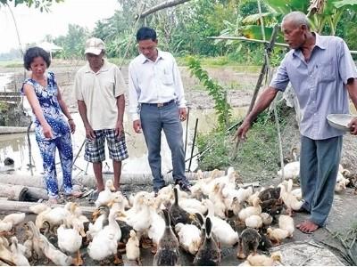 Quy mô chăn nuôi gia súc, gia cầm chủ yếu nhỏ lẻ