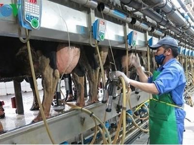 Cơ hội vàng về thời gian để chăn nuôi Việt Nam thắng trong TPP
