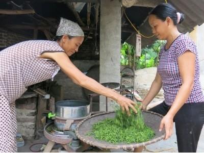 Chuyện làm chè VietGAP ở Bá Xuyên Thái Nguyên