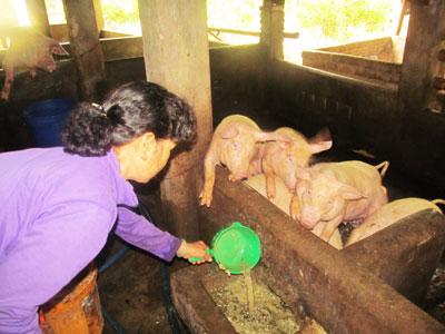 Khánh Hòa chưa phát hiện chất cấm trong chăn nuôi