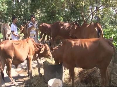 Quản lý chất thải chăn nuôi bằng công nghệ Biogas