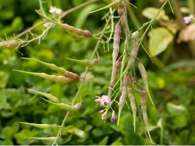 Lạ lùng củ cải đuôi chuột đòi mọc thành quả trên cao