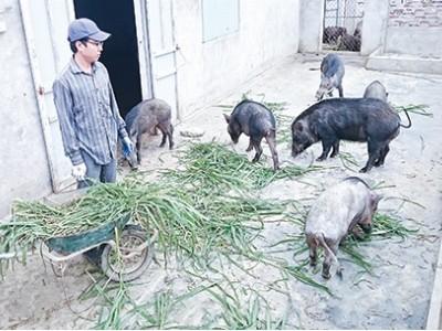 Cử nhân làm giàu từ chăn nuôi lợn rừng
