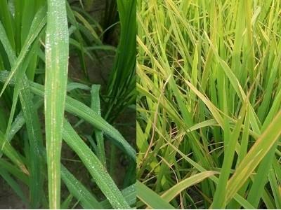 Những dịch bệnh hại cần chú ý trong tuần từ 26/10 - 1/11