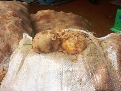 Dời lệnh cấm khoai tây Trung Quốc vào chợ Đà Lạt đến 1.11