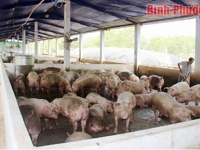 Đòn bẩy giúp chăn nuôi bền vững