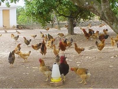 An Lão tổng kết mô hình nuôi gà thả vườn an toàn sinh học