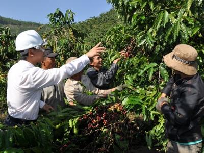 Cà phê cung tăng giá giảm