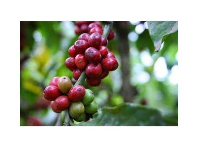 Giá cà phê trong nước ngày 14/10/2015 giảm 200 ngàn đồng/tấn