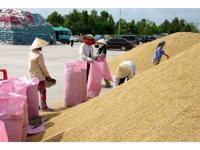 Giá lúa gạo tăng nhờ trúng thầu xuất khẩu 1 triệu tấn gạo