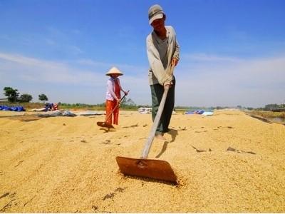 Giá lúa tăng trở lại