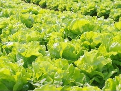 Hàng xuất khẩu miễn nộp chứng nhận kiểm dịch thực vật