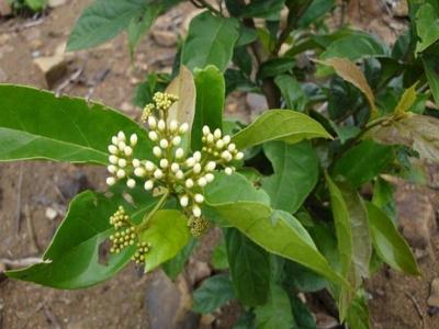 Kinh nghiệm trồng cây xạ đen cho hiệu quả kinh tế cao