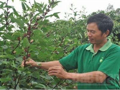 Hibicus cây trồng mới ở Tân Yên Bắc Giang