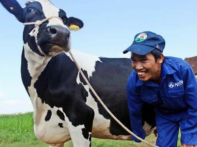 Giải thưởng cho thí sinh hoa hậu bò sữa lên tới 1 tỷ đồng