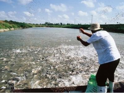 Sản lượng khai thác và nuôi trồng thủy sản tăng mạnh