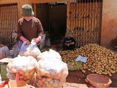 Cấm đưa khoai tây Trung Quốc vào bán tại Chợ nông sản Đà Lạt