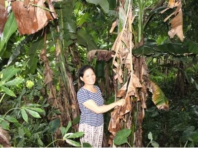 Làm giàu từ cây chuối