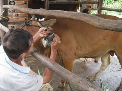 Bao vây chống dịch lở mồm long móng tại huyện Đồng Xuân