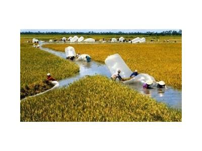 Gạo Việt thua Campuchia hậu quả của mạnh ai người nấy làm