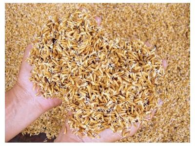 Trên 200 tổ, đội sản xuất giống, lúa giống diện tích trên 10.000 héc-ta