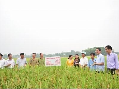 Sản xuất lúa chất lượng T10