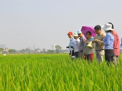 Nâng cao chất lượng lúa hàng hóa