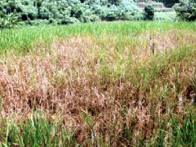 Nhiều xã mất trắng vụ hè thu