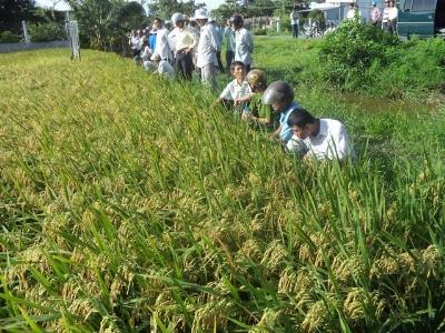 Lợi lớn từ mô hình trồng lúa cấy mạ 3 giảm 3 tăng