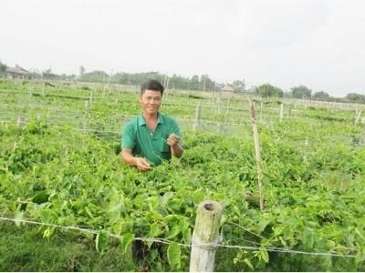Trồng thiên lý lãi trăm triệu cả năm
